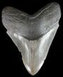 Serrated, Megalodon Tooth - Georgia #51017-1